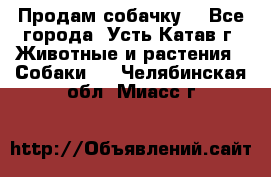 Продам собачку  - Все города, Усть-Катав г. Животные и растения » Собаки   . Челябинская обл.,Миасс г.